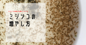 超簡単 ゾウリムシの培養 増やし方 たこめだか