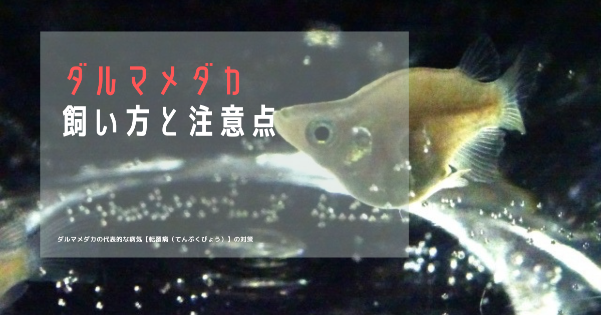 ひっくり返る ダルマメダカの飼い方と注意点 転覆病 たこめだか