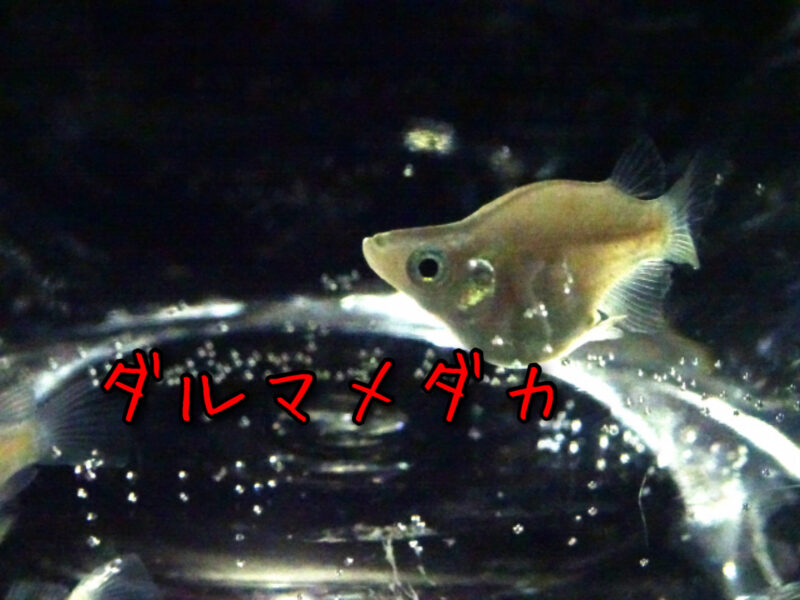 ひっくり返る ダルマメダカの飼い方と注意点 転覆病 たこめだか