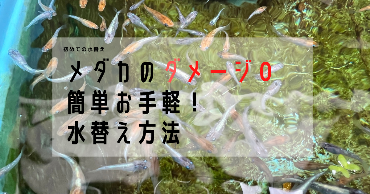 メダカの水換え メダカにダメージを与えない簡単な水換え方法 初めての水換え たこめだか